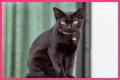 Can a Bombay cat have green eyes? – Janet-Panic.com