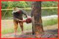 Cut down as a tree limb