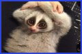 These 9 Adorable Animals Should Actually Terrify You