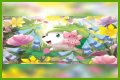 want shiny shaymin | Bulbagarden