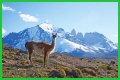 Wildlife in Patagonia: 20 Amazing Species